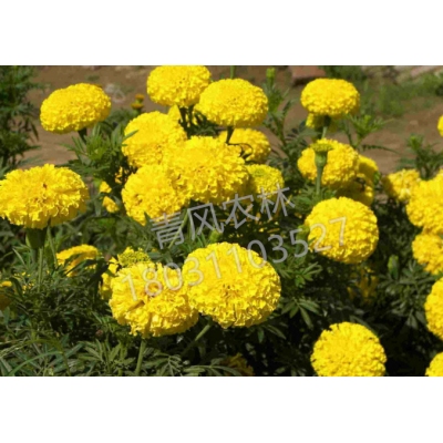 QFNL萬(wàn)壽菊花籽種子-黃色（單價(jià)：克）