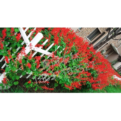 QFNL串紅花籽種子-圣火紅色（單價(jià)：克）