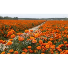 QFNL萬(wàn)壽菊花籽種子-橘黃色（單價(jià)：克）