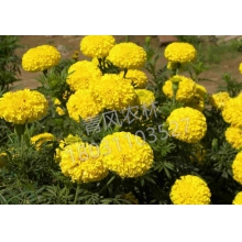 QFNL萬(wàn)壽菊花籽種子-黃色（單價(jià)：克）