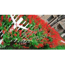 QFNL串紅花籽種子-圣火紅色（單價(jià)：克）